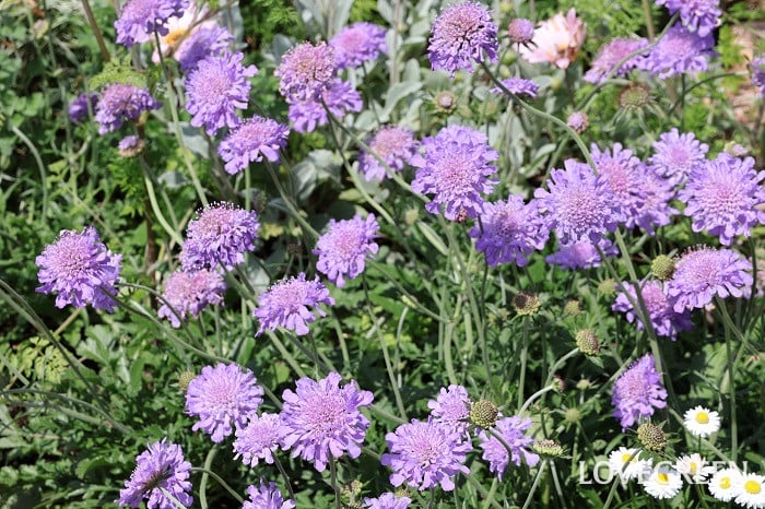 スカビオサ スカビオサ