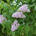 ライラック 花言葉