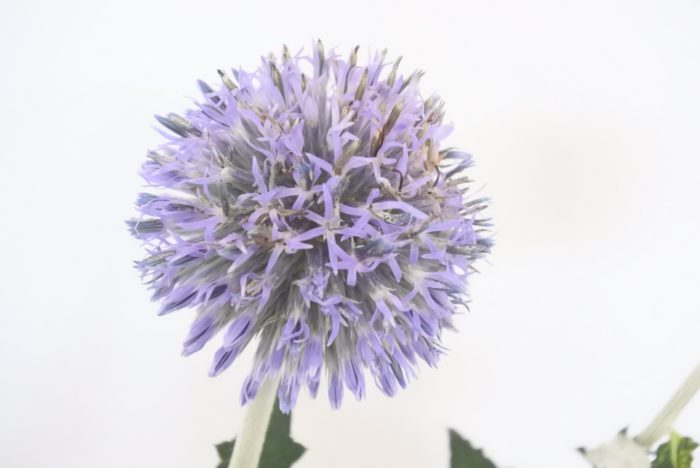3～4センチのチクチクした球形の頭状花(とうじょうか＝小さな花の集合体がひとつの花に見えるもの)の先に小さい花が咲きます。  エキノプス(Echinops)という学名は、ギリシア語でハリネズミを意味する「エキノス」と、似ていることを意味する「オプス」が合わさった言葉です。その名の通り「ハリネズミのような」見た目ですね。触るとチクチクします。個性的な見た目はインパクトのあるアレンジにできますね。 逆さに吊るしておくとドライになります。直射日光の当たらない、風通しの良い所に吊るしましょう。
