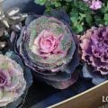 葉牡丹 ハボタン 花言葉