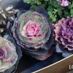葉牡丹　ハボタン　花言葉