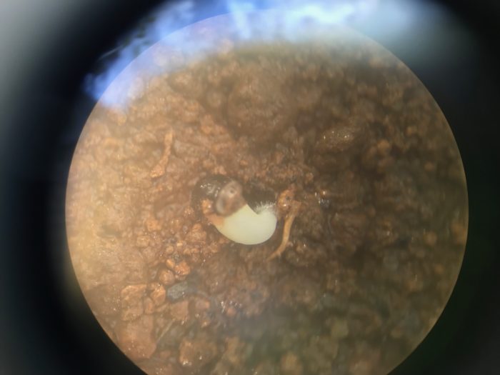 顕微鏡でよく見てみると、種の殻から小さな根が着いたメロカクタスが発芽していました。  初めて見るサボテンの新芽に感激。  かわいいですね。