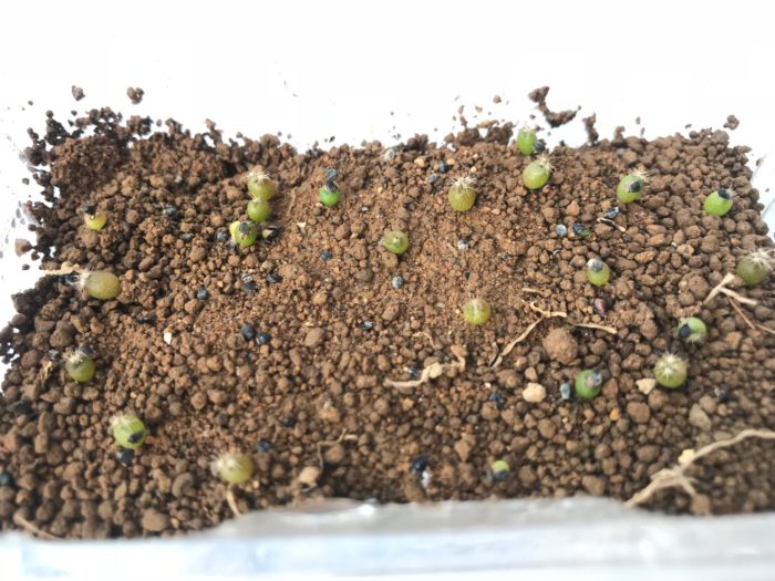 1ヶ月経つと、メロカクタスの新芽は丸みをおびはじめ色も鮮やかなグリーンに。  やわらかな小さな棘もはっきりとした輪郭を持ち始めて量も増えています。（2018/6/27)