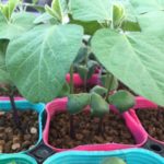 枝豆 エダマメ の育て方 栽培 Lovegreen ラブグリーン