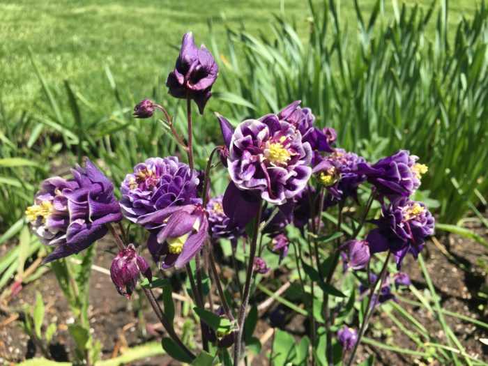 アキレギア”ウィンキーダブルダークホワイト”  アキレギアは和名でオダマキといいます。オダマキは上野ファームにもたくさんの品種を植えているので、これからの季節おすすめの花です。