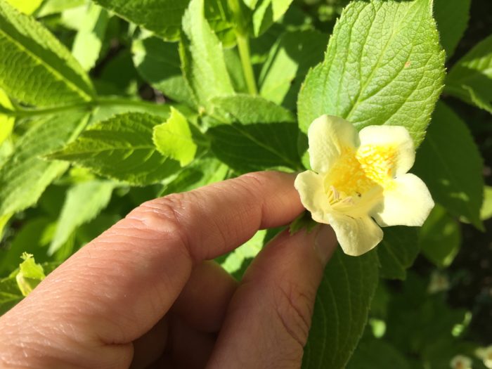 受粉前のウコンウツギの花  このようにウコンウツギは自身の花色を黄色花から赤色花に変化を起こすことで、2 色の色のコントラストが株をより一層目立たせ、離れた場所からでもみつばちなどの訪花昆虫を誘い込む役割を果たしています。  つまり、真ん中が赤く変化したウコンウツギの花は受粉している可能性が高く、蜜（みつ）も吸われているということ。反対に、開花したての黄色いウコンウツギの花は受粉していない可能性が高く蜜（みつ）がまだ吸われていない状態であることをみつばちに教えているのです。  赤い合図だなんて、なんともかわいい合図ですね。