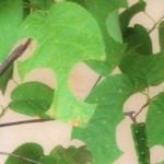 花も実も可愛いジューンベリーの木。果実が終わって葉っぱだけになっても可愛らしい、庭木として大人気の果木です。 そんな可愛いジューンベリーの葉っぱがある日無惨（むざん）にも穴だらけになっていたら、びっくりしますよね。友人宅のジューンベリーの木に実際に起こった不思議な出来事をご紹介します。