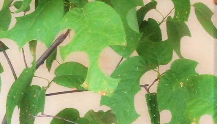 ジューンベリーの葉が丸く切り取られた ハキリバチのアート作品 Lovegreen ラブグリーン