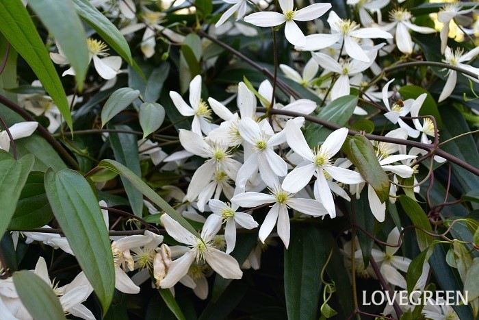 クレマチス　白い花　花言葉