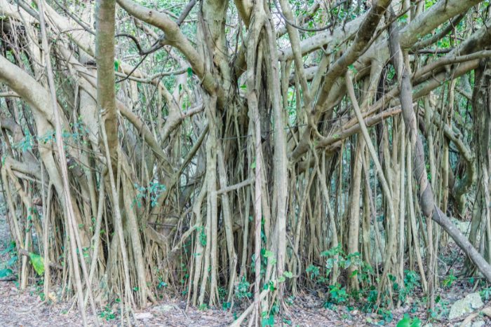 精霊の棲む樹ガジュマル