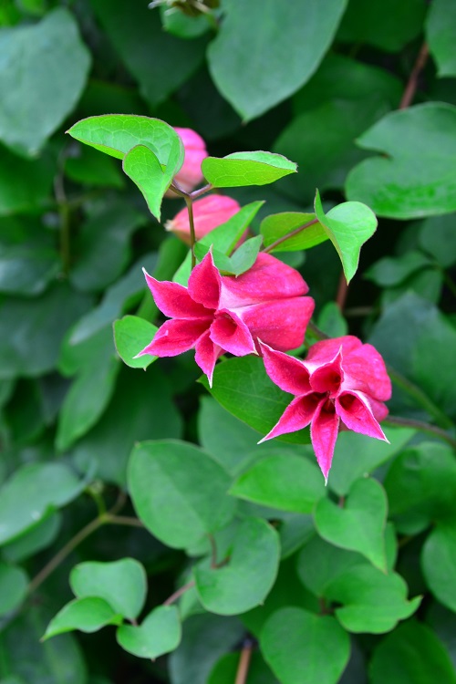 夏の花特集 6月 7月 8月に咲く夏の花35選 Lovegreen ラブグリーン