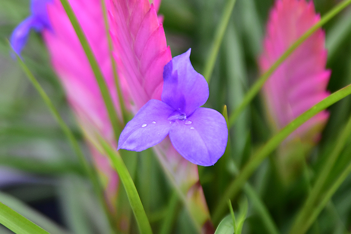 キアネアの花。ピンクの花序から紫色の花が綺麗。