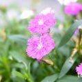 ナデシコ　なでしこ　撫子　花言葉