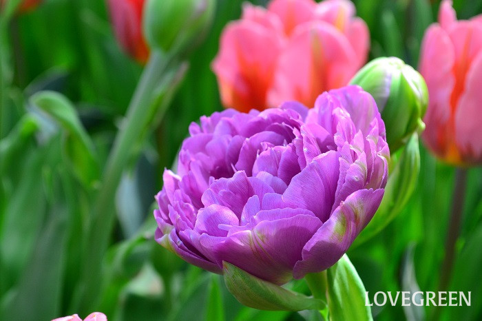 紫色のチューリップの花言葉は「不滅の愛」。