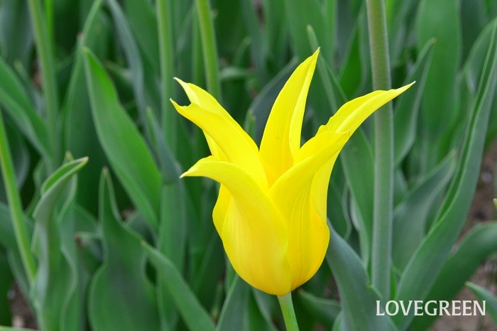 黄色のチューリップの花言葉は「望みのない恋」「名声」。
