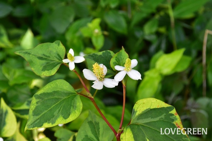 ドクダミの花言葉 種類 特徴 色別の花言葉 Lovegreen ラブグリーン