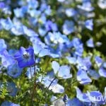 ネモフィラの育て方・栽培方法 | LOVEGREEN(ラブグリーン)