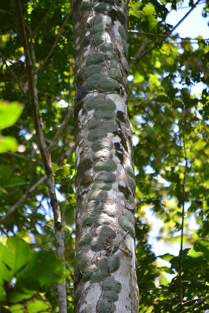 木に張り付くホヤ・インブリカータ。葉の裏にアリが住んでいる。