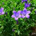 カンパニュラ 花言葉 誕生花 特徴