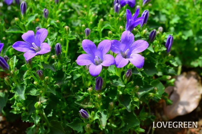 カンパニュラ　花言葉　誕生花　特徴