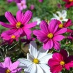9月27日の誕生花と花言葉｜コスモス