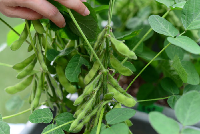 普通育苗の枝豆の莢（さや）  ご覧のようにたくさんの枝豆がなっています。枝豆の莢（さや）を一つずつ見てみるとそれぞれ大きさが違うのが分かります。つまり、枝豆の収穫の適期は一粒ごと違うんです。
