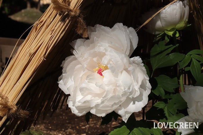 牡丹(ボタン) 牡丹(ボタン)