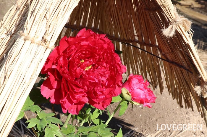 牡丹(ボタン) 牡丹(ボタン)