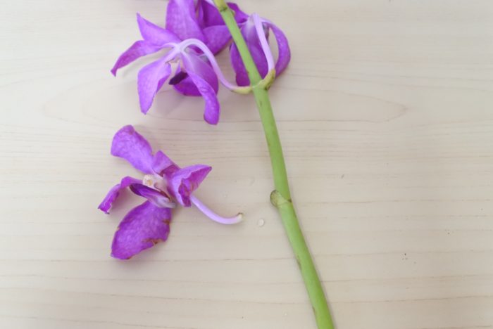 花が傷んでしまった場合は、ハサミなどでカットするか、手で下側に引くとポロっと簡単に外すことができます。  モカラを綺麗な状態で楽しむことができるので、ぜひお手入れしてみてくださいね！