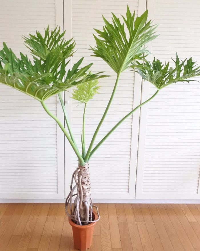 リビングにおすすめ 育てやすくて人気の観葉植物6選 Lovegreen ラブグリーン
