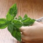 バジルを挿し木で増やす方法をご紹介します。バジルの収穫を長い期間楽しむためには摘芯や切り戻しの作業が必用です。 切り戻ししたバジルの茎を使って挿し穂を作り、挿し木をしてバジルをもっと増やして楽しみましょう。