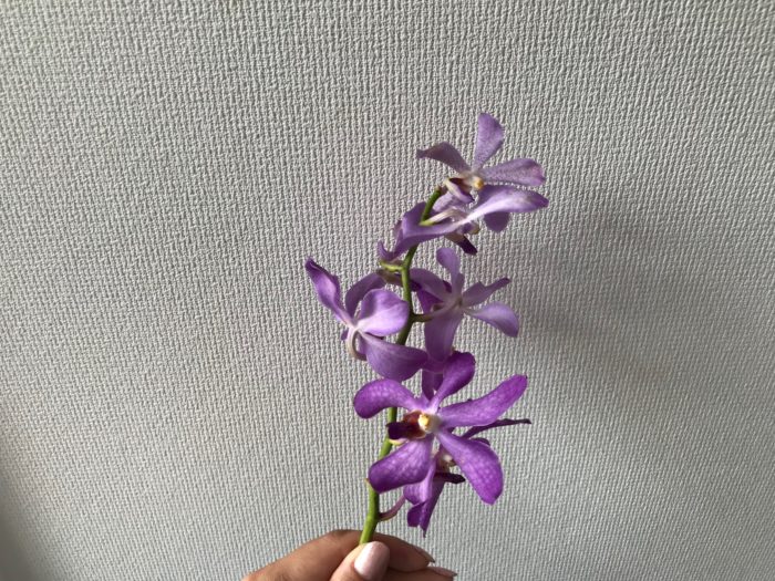 紫の花はモカラを使います。最近は色の数が増えてきたら蘭です。花持ちも良く水替え次第で夏でも長持ちします。