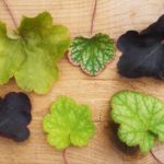 ヒューケラという植物をご存知ですか？カラーバリエーション豊かなカラーリーフとして有名で、日陰に強いことでも有名。さらに切り花にしてもきれいな植物です。目立たないけど実は万能選手のようなヒューケラ。そんなヒューケラの魅力をご紹介します。