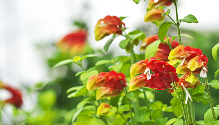 コエビソウ ベロペロネ の花言葉 種類 特徴 色別の花言葉 Lovegreen ラブグリーン
