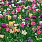 チューリップ　花言葉