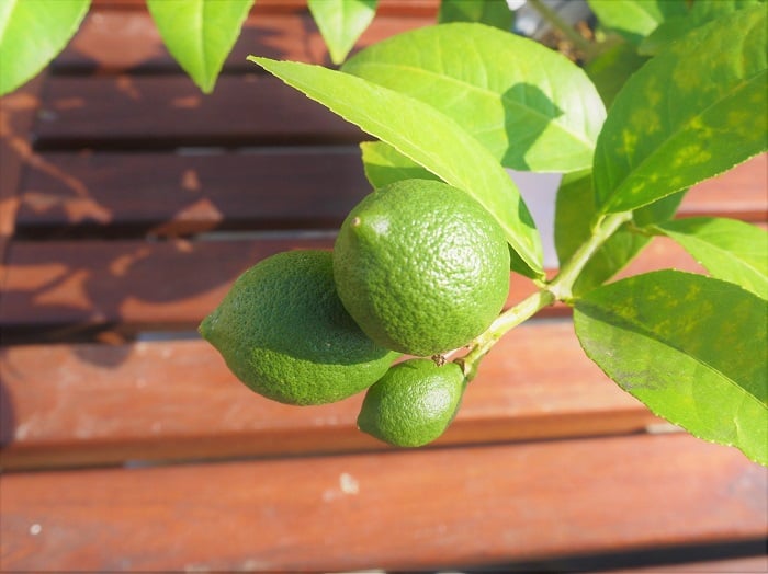 学名： Citrus limon  英名：lemon  別名：citron（フランス語）、limone（イタリア語）、檸檬（れもん　日本語）  科名：ミカン科ミカン属  分類：常緑低木  レモンは春から秋までの間に何回か花を咲かせます。収穫期は寒くなってから。グリーンのレモンを楽しみたい場合は10月～11月くらいに収穫しましょう。黄色く熟してからの果実を楽しみたいのであれば、12月頃まで待って、きれいに熟したレモンを楽しんでください。