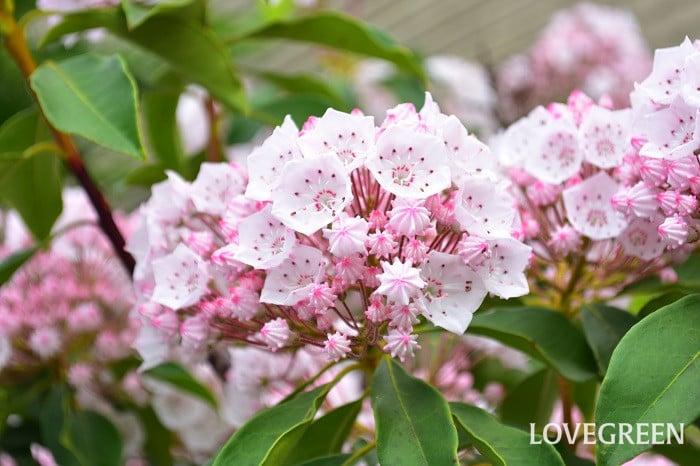 カルミア アメリカシャクナゲ の花言葉 種類 特徴 色別の花言葉 Lovegreen ラブグリーン