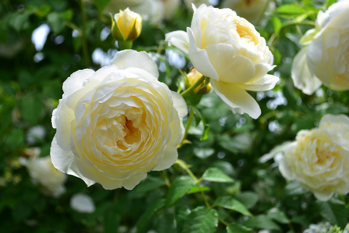 薔薇　バラ　白　花言葉　尊敬