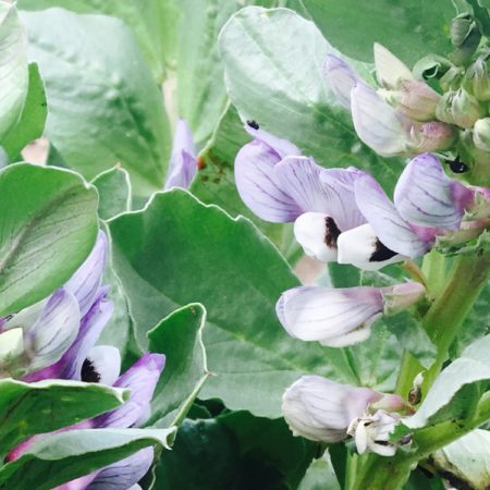 白地に紫色が塗られたようなそら豆の花はとっても綺麗なんです。同じマメ科の藤の花にもやはり似ています。
