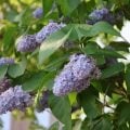 ライラック 花言葉 誕生花