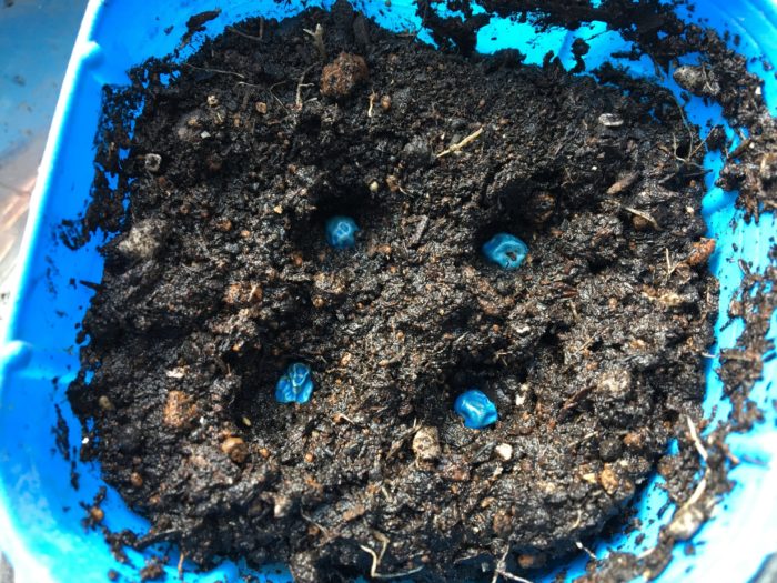 しっかり土に水分を吸収させた育苗ポットに1cmほどの穴を掘り、3～4粒程種をまきます。発芽まで土が乾燥しないように注意します。  芽が出て、双葉から本葉が出てきたところで、元気に生育しそうな苗を2つ残して残りはハサミで株元から切ります。その後畑、またはプランターに植えつけます。