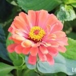 ジニア　育て方　特徴　水やり　肥料　追肥　花がら取り　日当たり