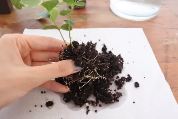 観葉植物をポットから取り出し、土を取り除きます。根が傷つかないように手で優しくほぐしていきましょう。