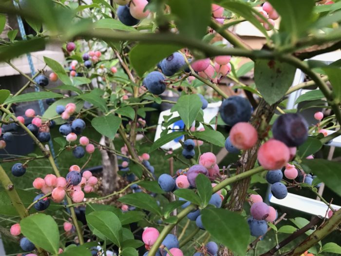 ブルーベリーの収穫は6月～9月が収穫時期になります。 沢山の果実が１つの房にたわわに実り一粒づつ順番に完熟していく為、完熟した順番に手で一つづつ、収穫していきます。