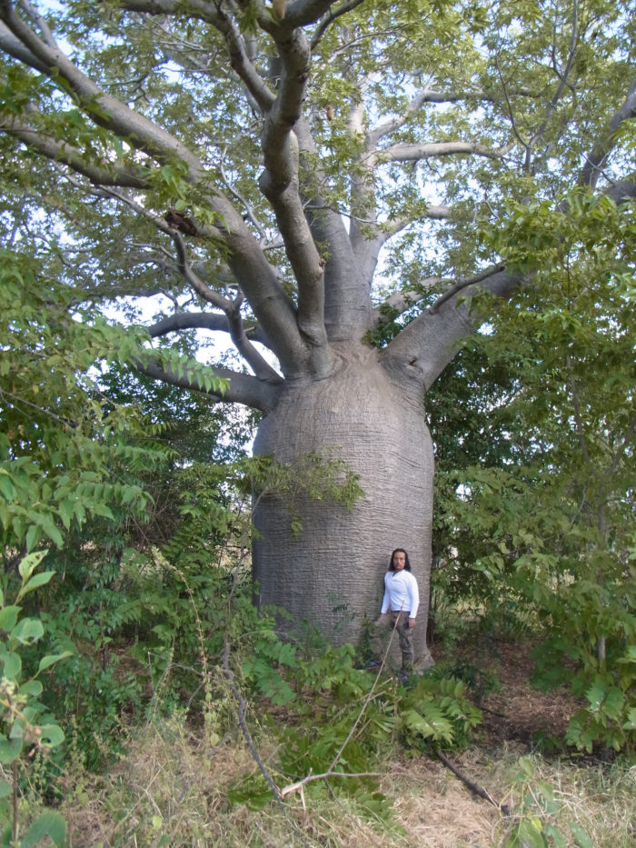 バオバブ  この木のサイズに場内のお客様もびっくり！こちらは又右衛門さんが関わっている代表的な植物のひとつ、バオバブ。  ひとくちにバオバブと言っても、マダガスカル、オーストラリア、アフリカのバオバブでは種類が違うので見た目にも差があり、一番多くのバオバブが存在しているのがマダガスカルで7～８種類ほどあるそうです。  バオバブの木は、大きなサイズになると神聖な木として扱われている国が多く、バオバブの木にある穴を、国によっては牢屋として使用したり、セネガルでは言葉はフランス語だが、文字が書けない背景から、語り部が存在していて、その貴重な役割の語り部の方々のお墓として使用されるなど、それぞれの国によって植物という役割以上のものを担っている木なのだとか。