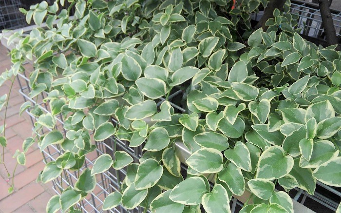 グランドカバープランツ30選 お庭の空きスペースに丈夫で見映えのする植物を植えよう Lovegreen ラブグリーン