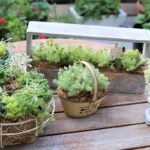 セダムの繊細な葉の形や色のグラデーションをいかして、セダムだけで「育てるリース」や「オシャレな寄せ植え」を作ってみました。セダムを使って5種類の植え方（飾り方）を考えたので、その作り方を詳しくご紹介します。セダムは過湿が苦手なため、乾燥気味に育てるので水やりの回数も少なく、お手入れも簡単。園芸初心者にもおすすめの植物です。お好みで様々にアレンジして、いろんな所に飾って楽しみましょう！