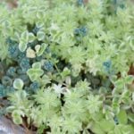 「セダム（sedum)」は、万年草、ベンケイソウとも呼ばれる乾燥に強い野草です。 セダムはそのたくましい強さを生かしてグランドカバーや屋上緑化によく使われますが、一方、繊細な葉の形や美しい色を生かして寄せ植えやリースを作り、庭やベランダで育てて楽しむこともできます。 それでは、セダムの育て方とその幅広い魅力をご紹介していきましょう。