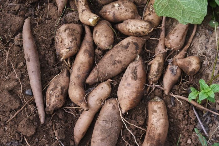 canvaヤーコン canvaヤーコン