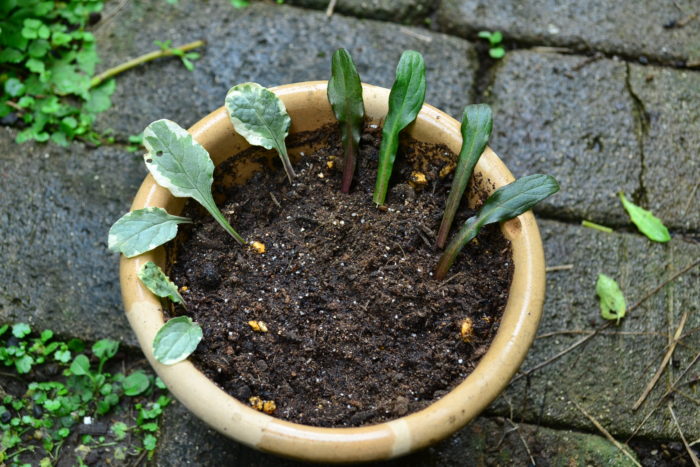 方法はとても簡単です。株から葉っぱを一枚一枚切り分けて、水をたっぷり含ませた土（挿し木用の土を使用）に突き刺して、土が完全に乾ききってしまうことのないように水やりをして管理します。  鉢の脇に葉を挿した理由は、水やりをするときに、根付く前までは水流で葉が動きやすいので、葉っぱが流れるのを防止するためです。